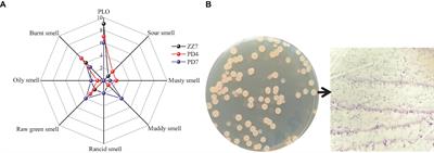 Comprehensive genomic and metabolomic analysis revealed the physiological characteristics and pickle like odor compounds metabolic pathways of Bacillus amyloliquefaciens ZZ7 isolated from fermented grains of Maotai-flavor baijiu